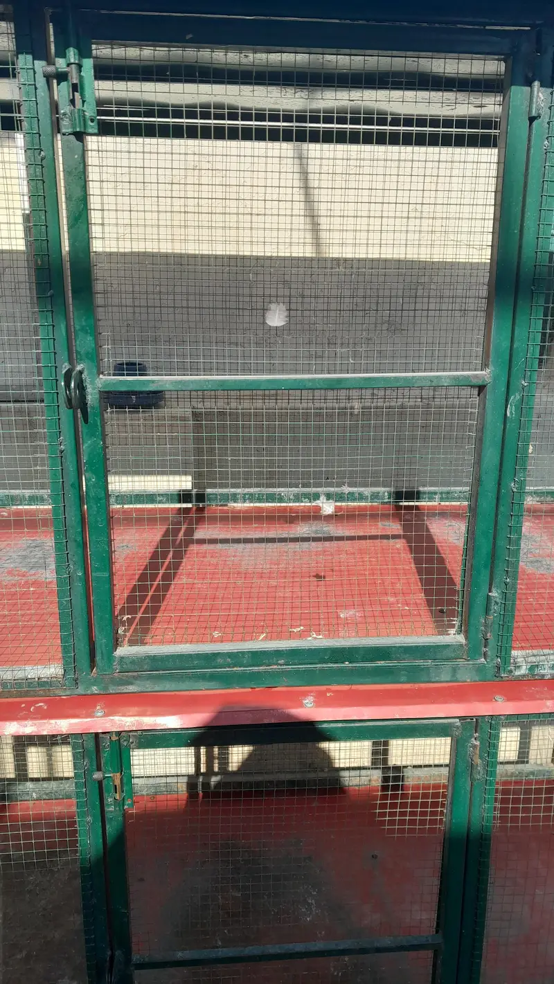 hen & birds cage — photo 4