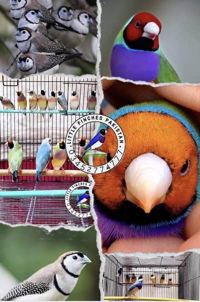Gouldian Finches, Owl Finches