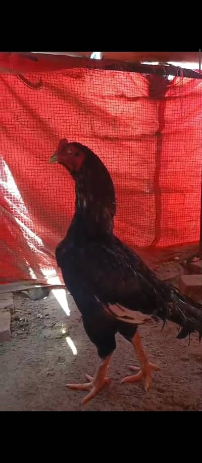 chicks available