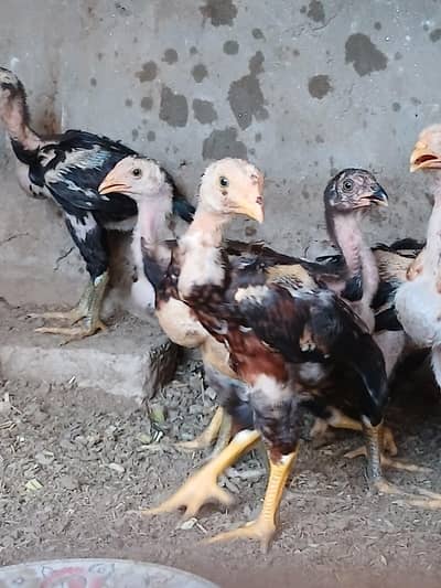 20 Pure Aseel Chicks For Sale Bahawalpur