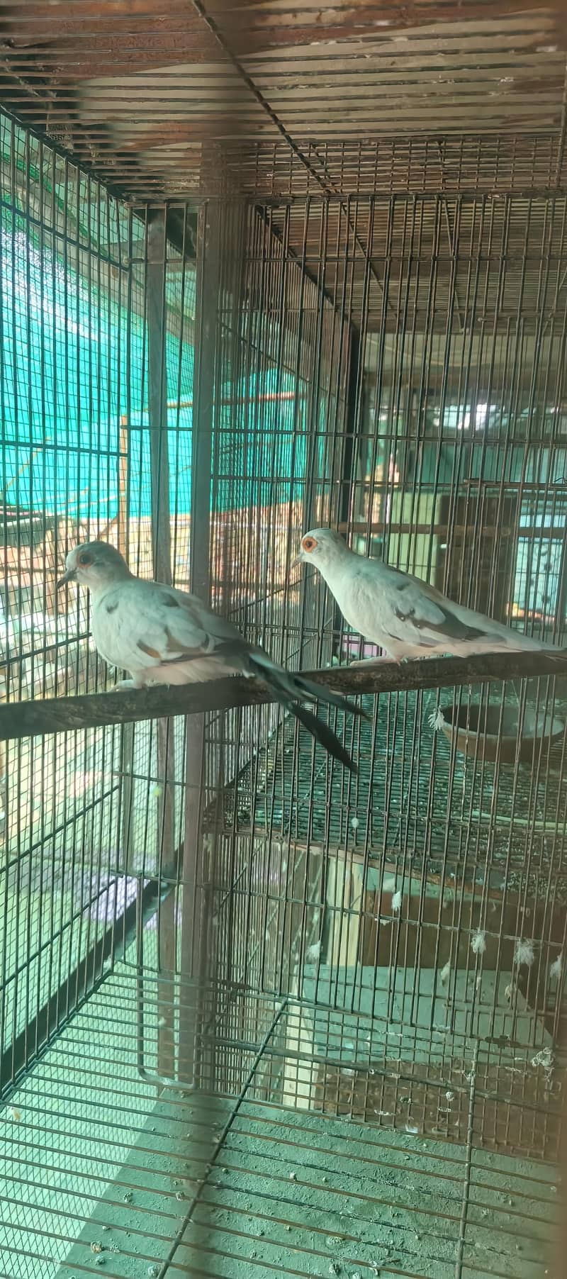 Dove 2 pair 0