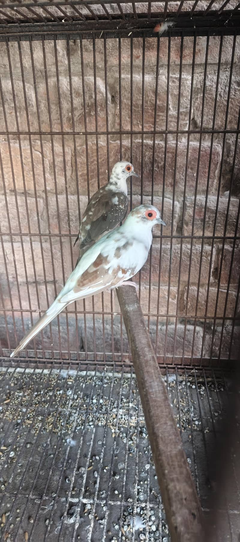 Dove 2 pair 1