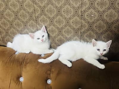 Persian Cat family for sale