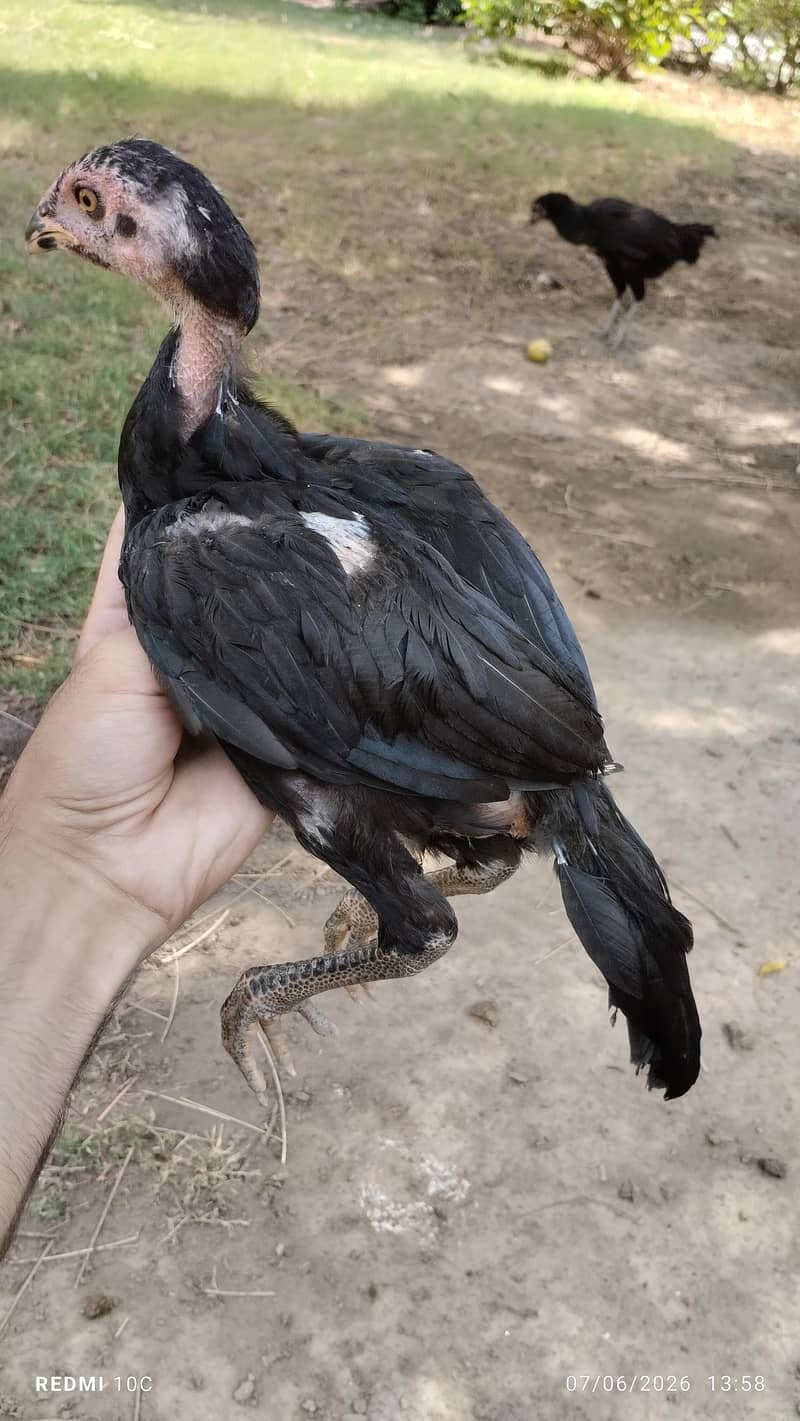 chicks available 1