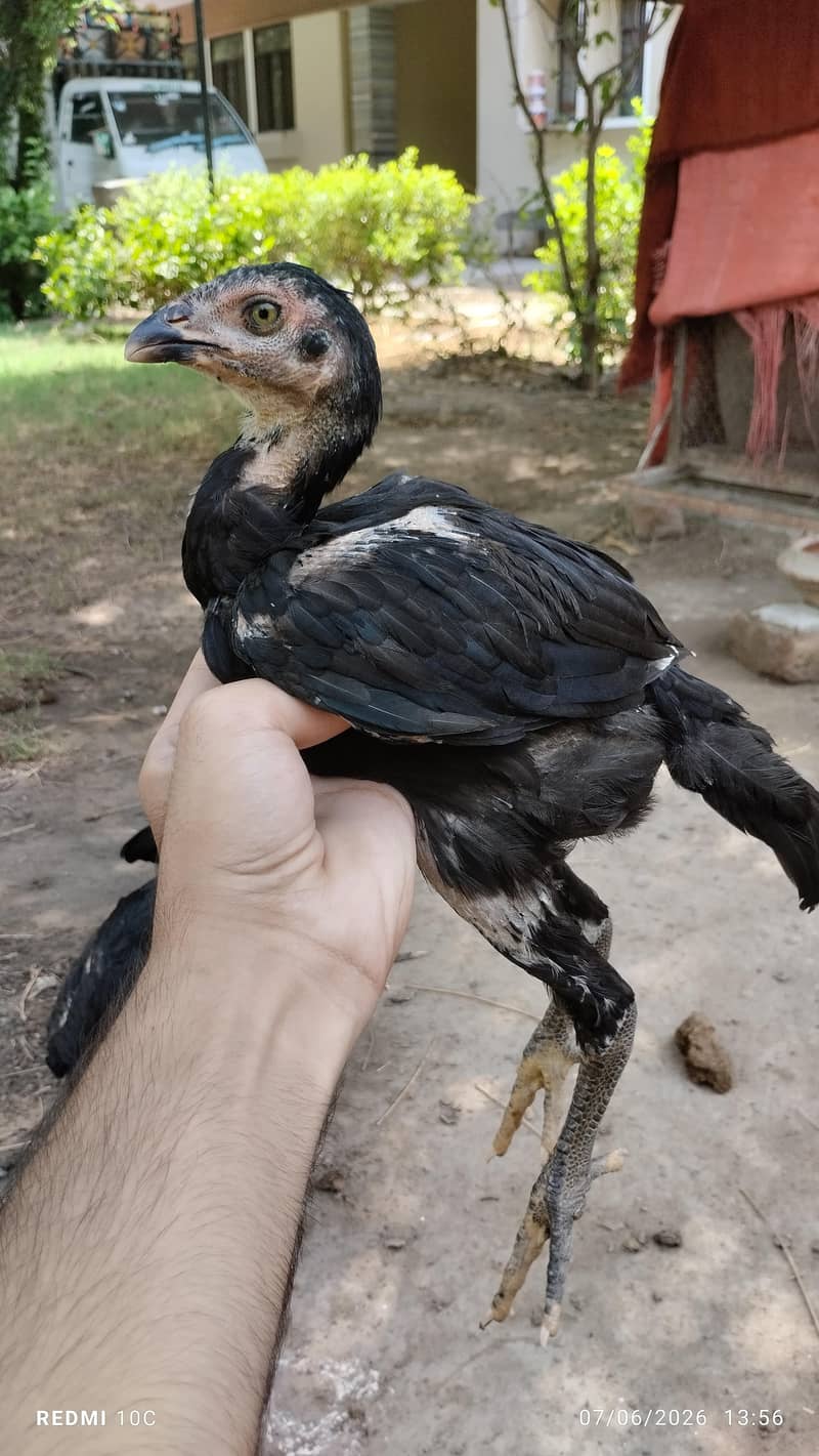 chicks available 2