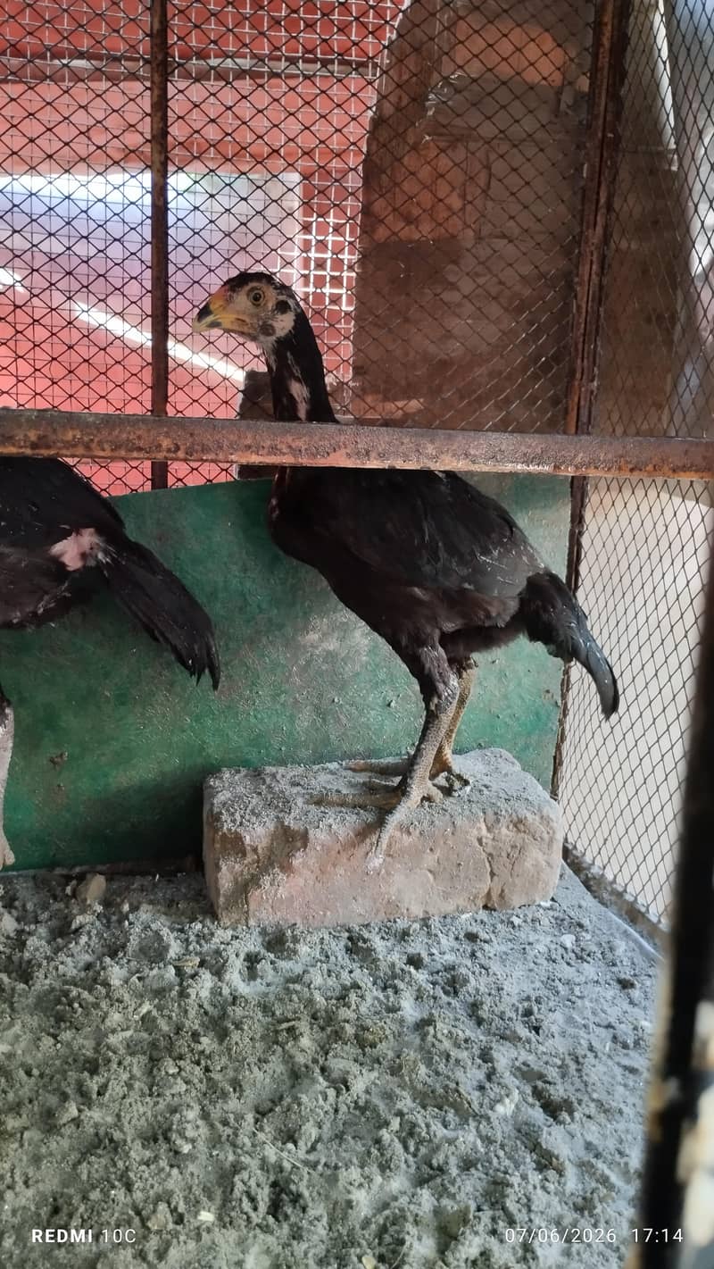 chicks available 3