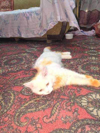 male cat persian