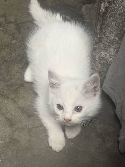 Pure White Persian Double Coat Kittens for Sale (fixed)