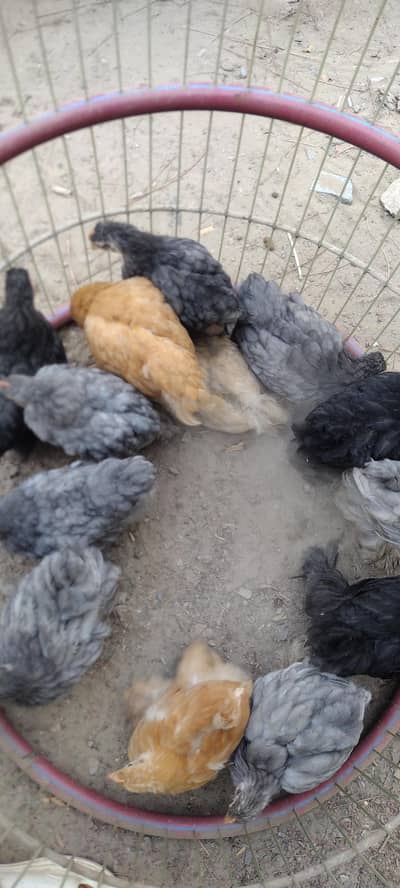golden black blue splash buff chicks