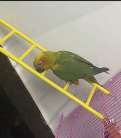 Fully Fly Tame, Human Raised - Sun Conure!