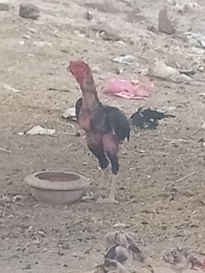 Aseel Male Available for sale
