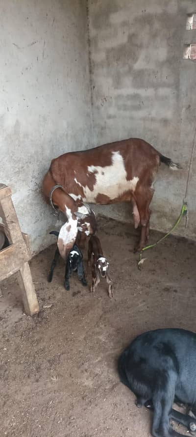 big size nagri bakri with kids