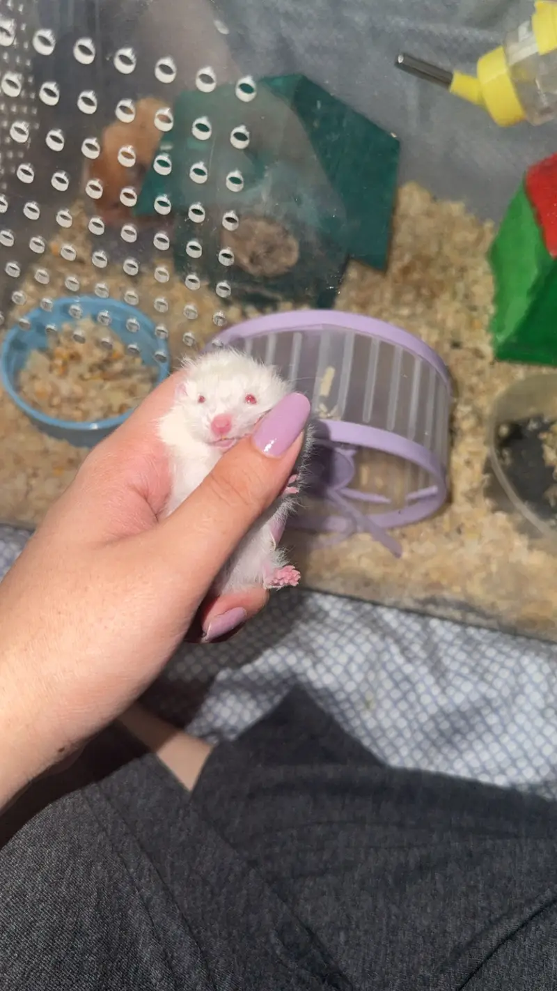 Imported Syrian Hamsters available with free food and bedding! — photo 11