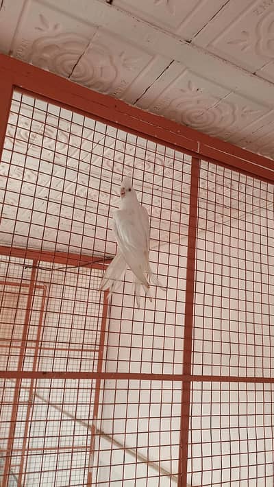 white Cocktail Red eye