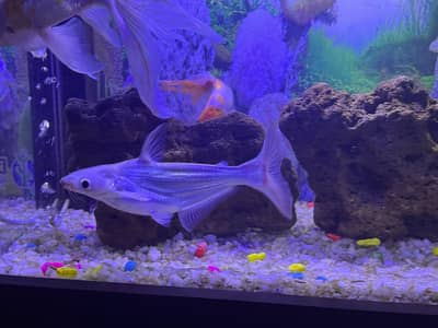 Aquarium Iridescent Sharks fish