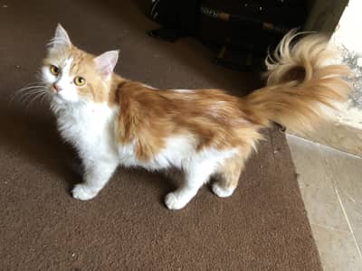 Iska kitten hain ya female ha 03091000273