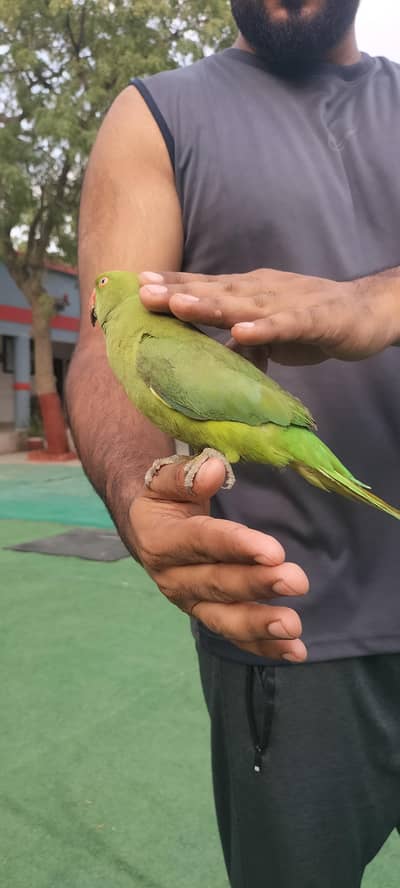 green perrot