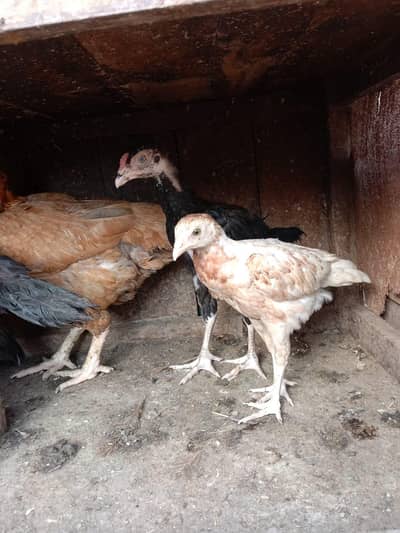chicks with mother for sale