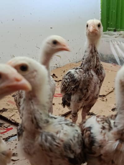 Aseel Mainwali Chicks