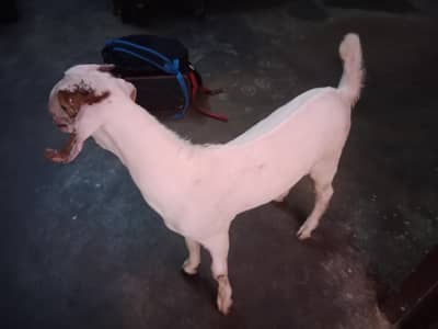 bakra