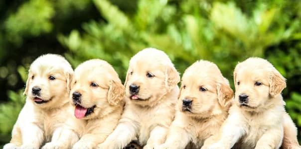 Golden Retriever Top Quality pups are available  for Sale