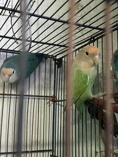 Love birds unique pair