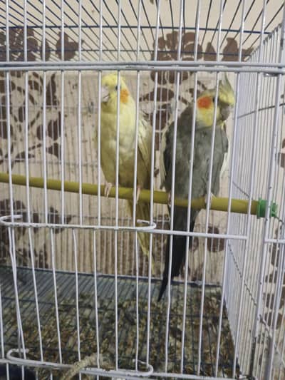 cocktail pair