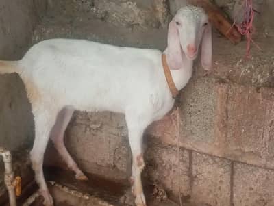 gulabi female