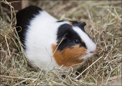 Guinea Pigs / English Cavias