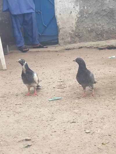 DOBAZ BABY PAIR FOR SELL FULL GARENTY