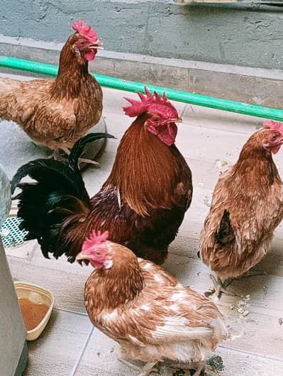 Desi Hens