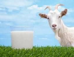 goat milk