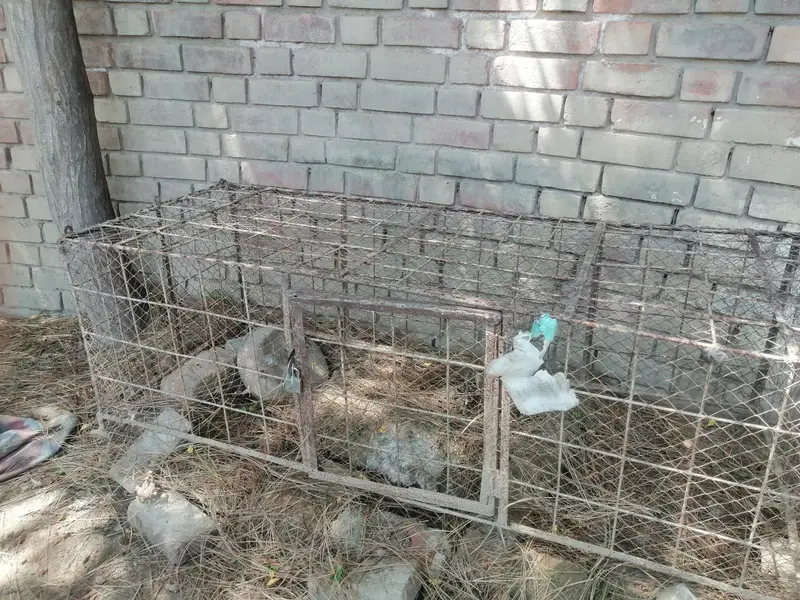 cages — photo 2
