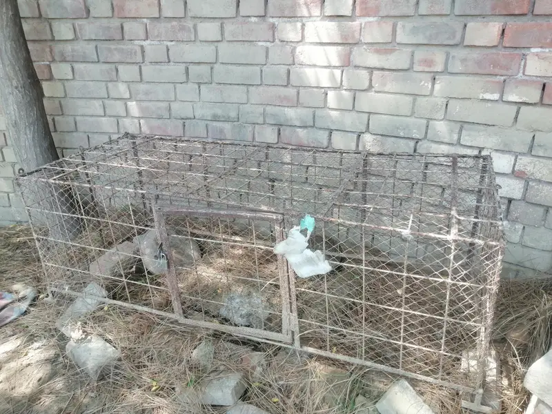 cages — photo 3