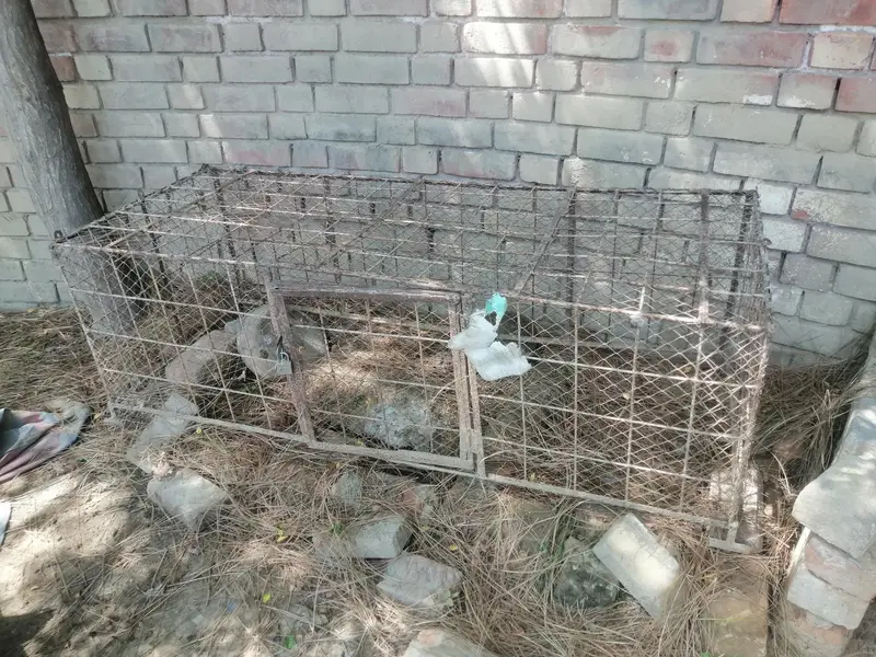 cages — photo 4
