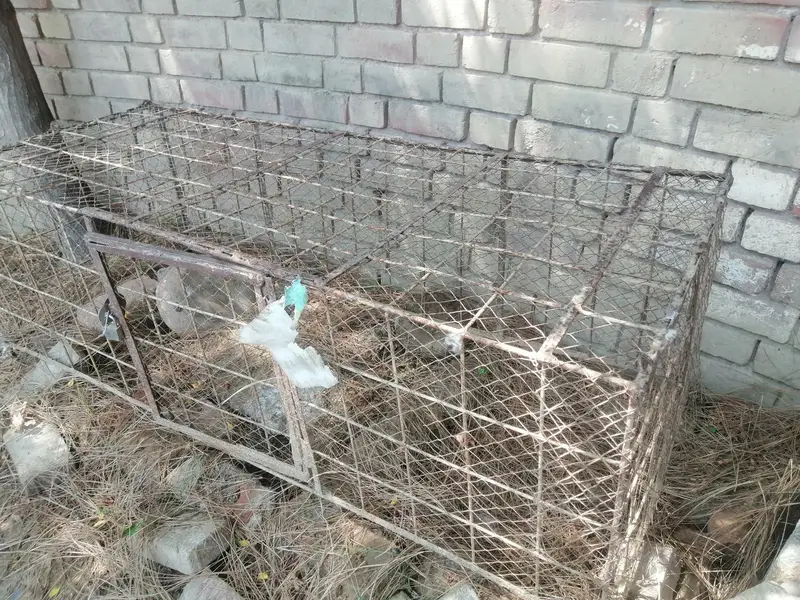 cages — photo 5