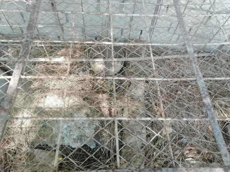cages — photo 9