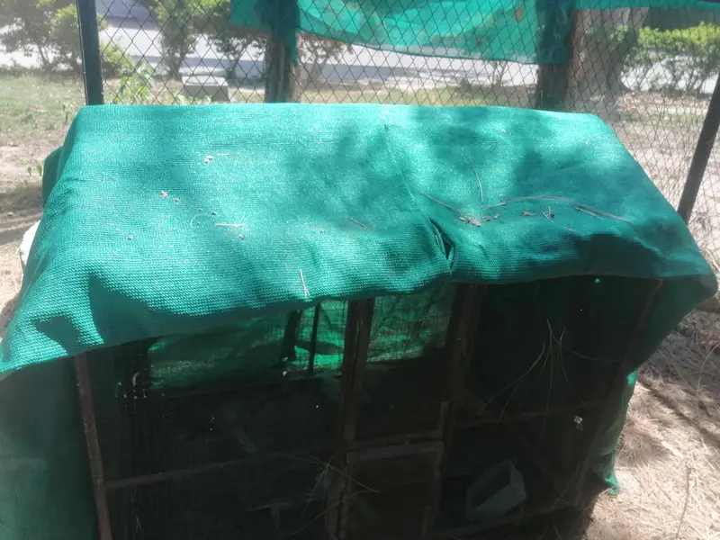 cages — photo 11