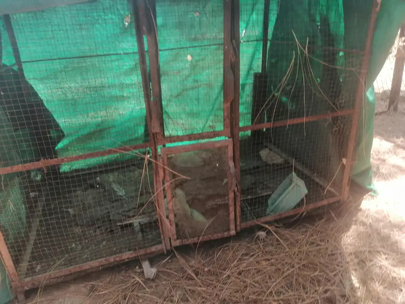 cages — photo 12