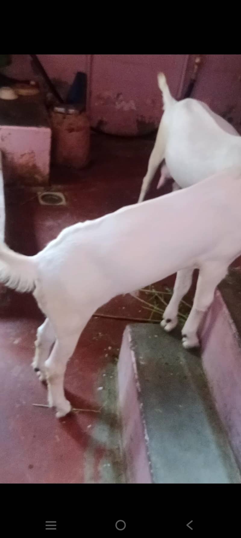 bakra bachaa 3