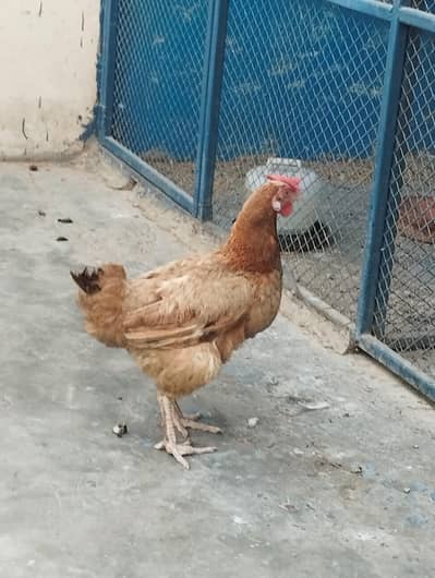 Golden Misri Female