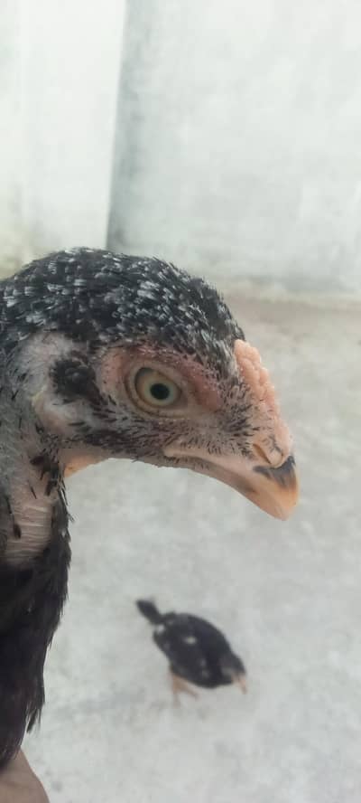Aseel chicks for sale