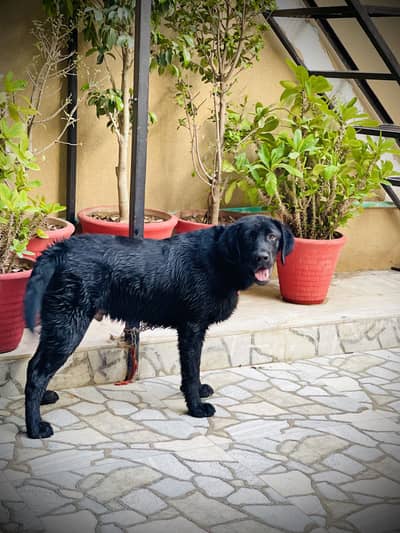 Labrador Dog Male 7 month age