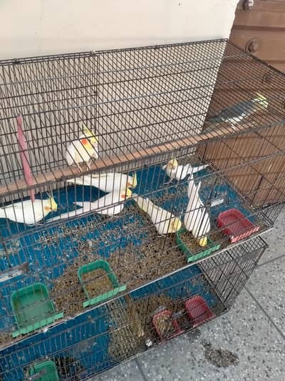 cockatiel and love birds