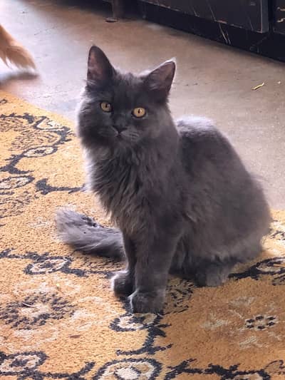 urgent sale cats
