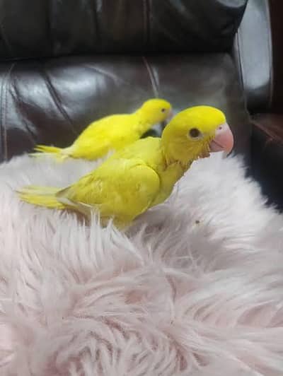 yellow ringneck baby's/ 03156376925