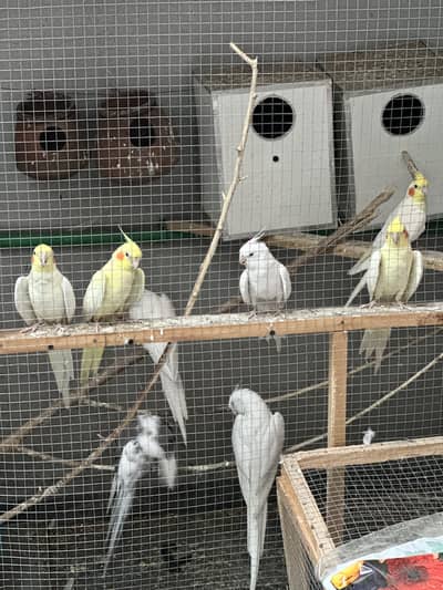 cocktail birds avail