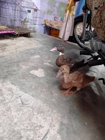 Healthy duck pair, around 3 month's