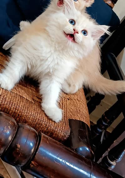 Persian Kitten in fawn colour