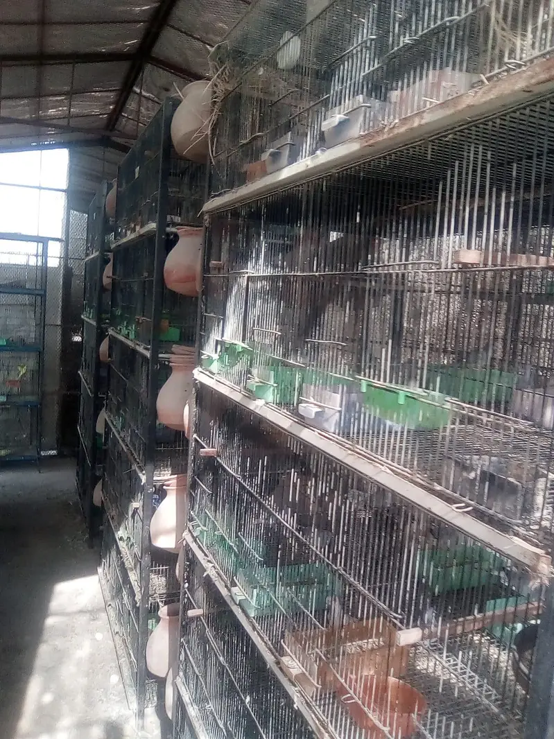 cages — photo 2